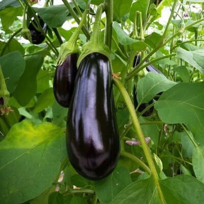 brinjal Vegetable Seeds for Planting