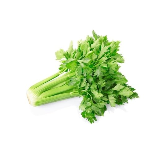 celery Vegetable Seeds for Planting