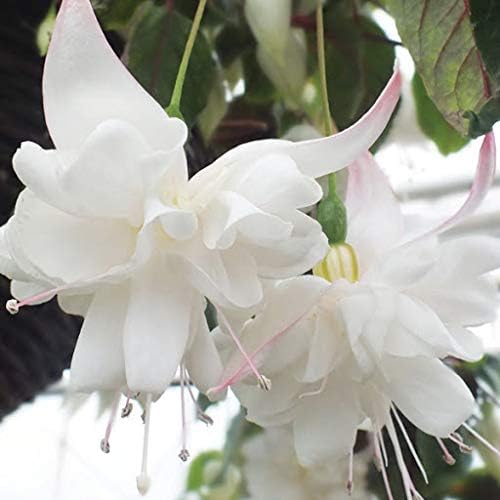 white-fuchsia-flower-heirloom-non-gmo-seeds Seeds for Planting