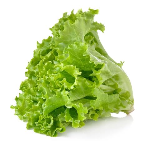 lettuce Vegetable Seeds for Planting