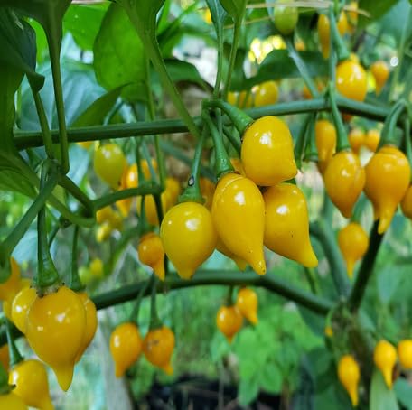 biquinho pepper Vegetable Seeds for Planting
