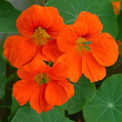 Giant Nasturtium Flower Orange Heirloom Non Gmo Seeds for Planting
