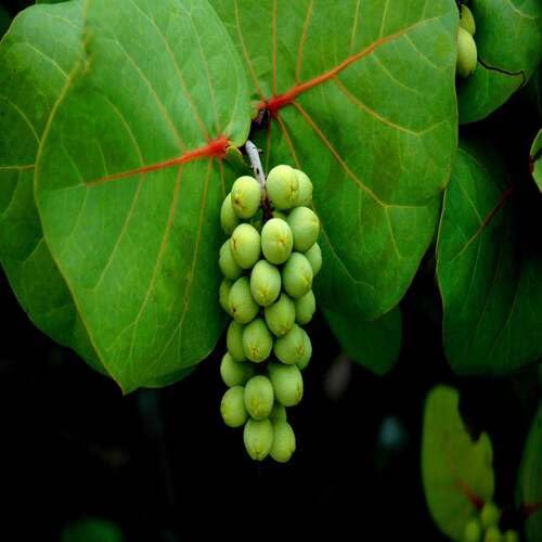 Green Grape Fruit Heirloom Non Gmo Seeds for Planting