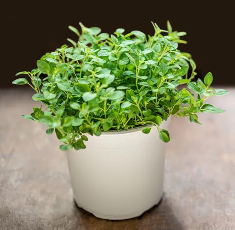 green-marjoram-heirloom-non-gmo-seeds Seeds for Planting
