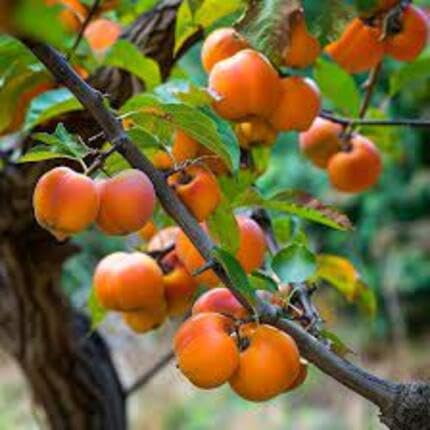 Persimmon Fruit Orange Heirloom Non Gmo Seeds for Planting