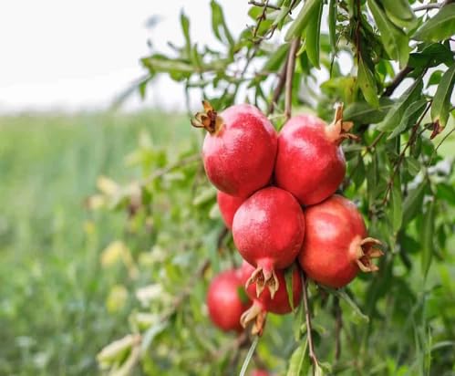 Red Pomegranate Fruit Heirloom Non Gmo Seeds for Planting