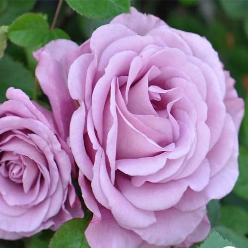 Lavender Giant Rose Herb Seeds for Planting