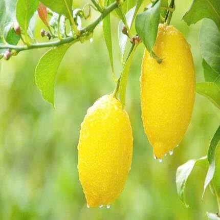 Lemon Fruit Yellow Heirloom Non Gmo Seeds for Planting