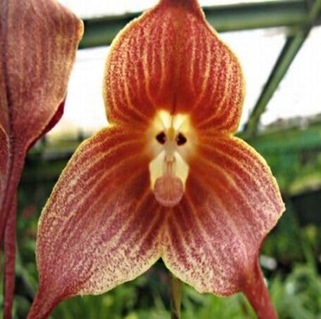 brown-monkey-face-orchid-flower-heirloom-non-gmo-seeds Seeds for Planting