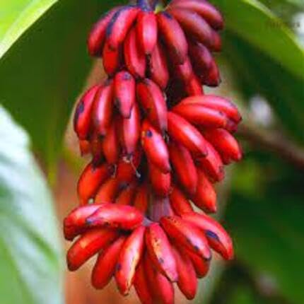 Banana Melon Fruit Red Heirloom Non Gmo Seeds for Planting
