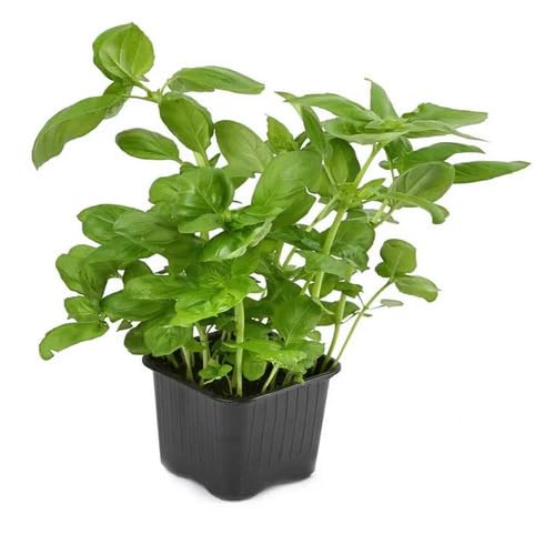 Basil Herb Herb Seeds for Planting