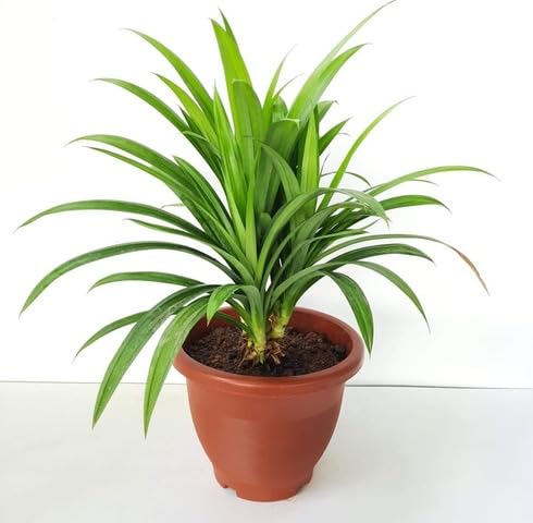 green-pandanus-amaryllifolius-heirloom-non-gmo-seeds Seeds for Planting