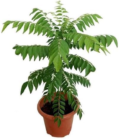 Curry Leaves Herb Seeds for Planting