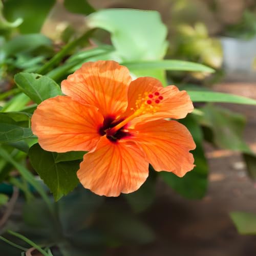 Orange Hibiscus Flower Heirloom Non Gmo Seeds for Planting