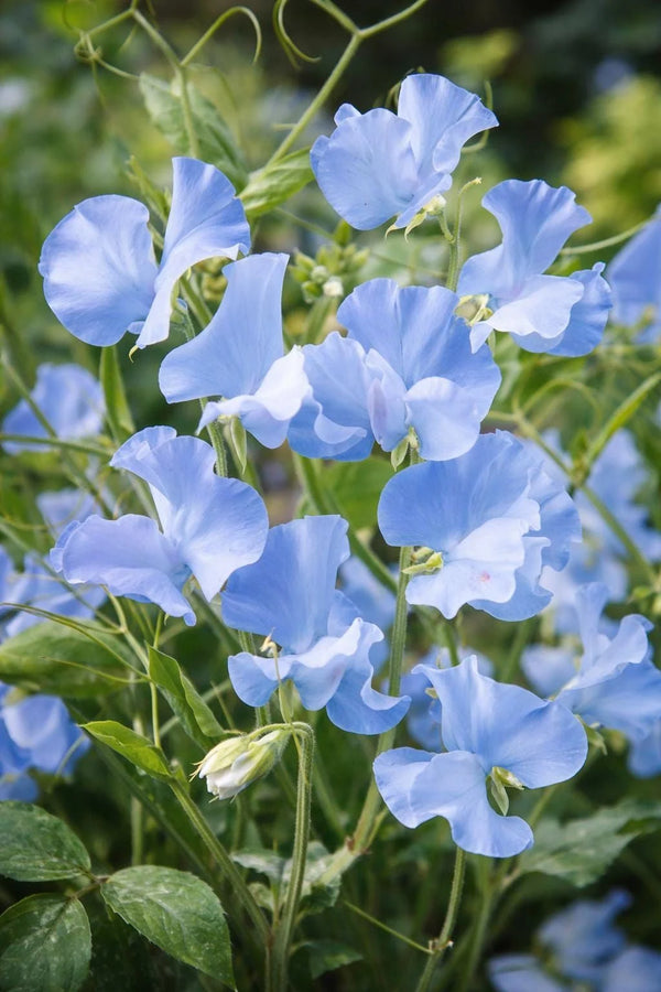 Light blue sweet pea flowers blooming in a lush garden with delicate petals and fresh green foliage.