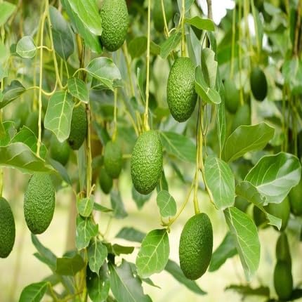 Avacado Fruit Heirloom Non Gmo Seeds for Planting