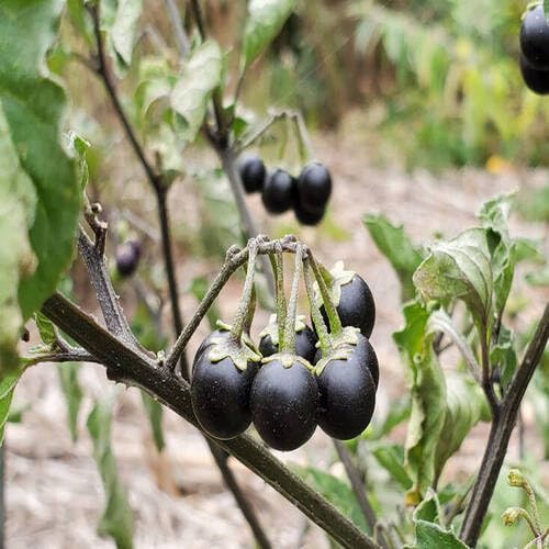 Black Solanum Fruit Heirloom Non Gmo Seeds for Planting