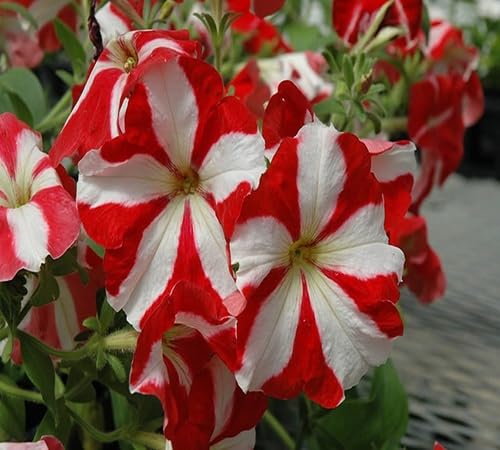 white-red-petunia-flower-heirloom-non-gmo-seeds Seeds for Planting