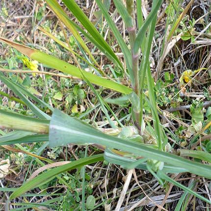 salsify Vegetable Seeds for Planting