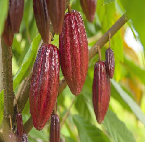 green-cocoa-tree-heirloom-non-gmo-seeds Seeds for Planting