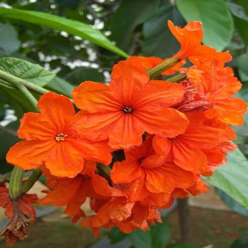 Orange Cordia Sebestena Flower Heirloom Non Gmo Seeds for Planting