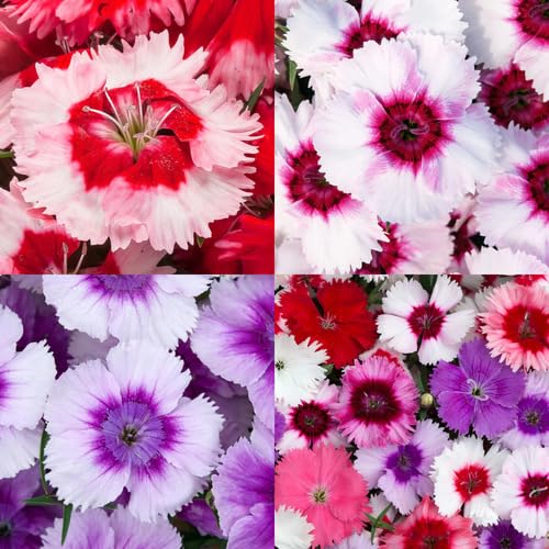 mixed-dianthus-flower-heirloom-non-gmo-seeds Seeds for Planting