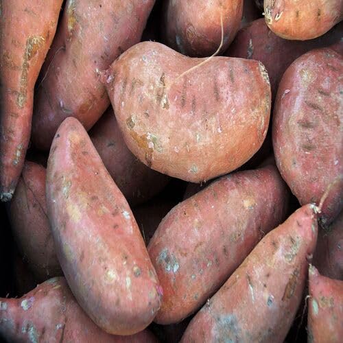 brown sweet potato Vegetable Seeds for Planting