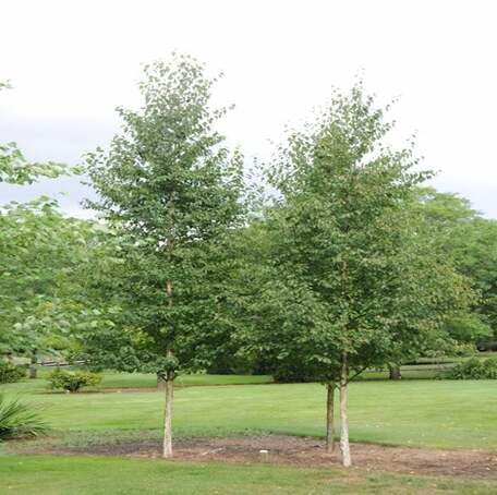 green-birch-tree-heirloom-non-gmo-seeds Seeds for Planting