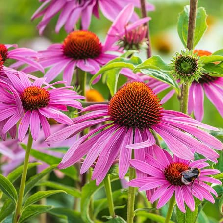 pink-echinacea-flower-heirloom-non-gmo-seeds Seeds for Planting