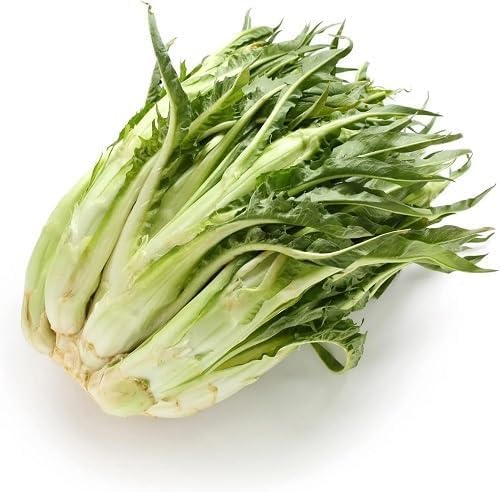 catalogna chicory Vegetable Seeds for Planting