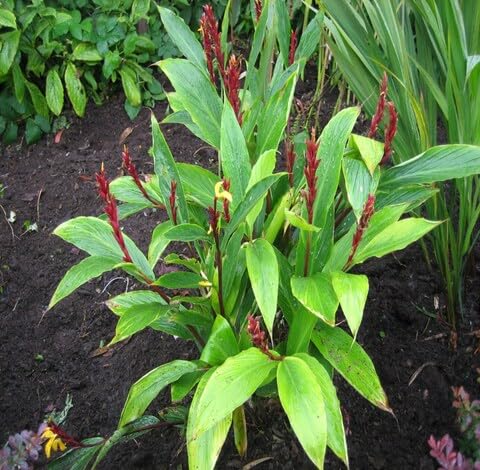 green-cautleya-heirloom-non-gmo-seeds Seeds for Planting