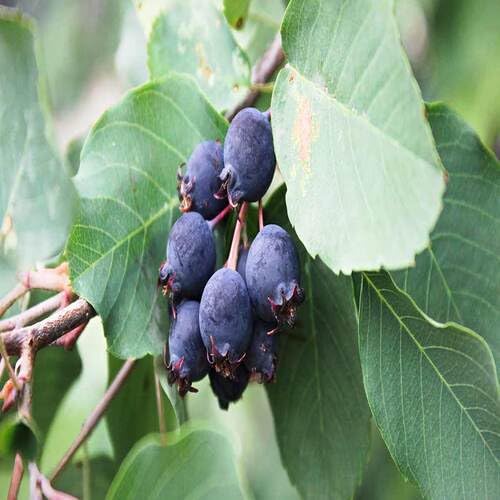 Black Saskatoon Berry Fruit Heirloom Non Gmo Seeds for Planting