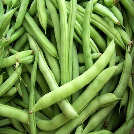 half runner bean Vegetable Seeds for Planting