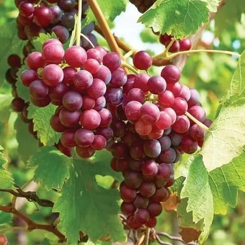 Red Grape Fruit Heirloom Non Gmo Seeds for Planting