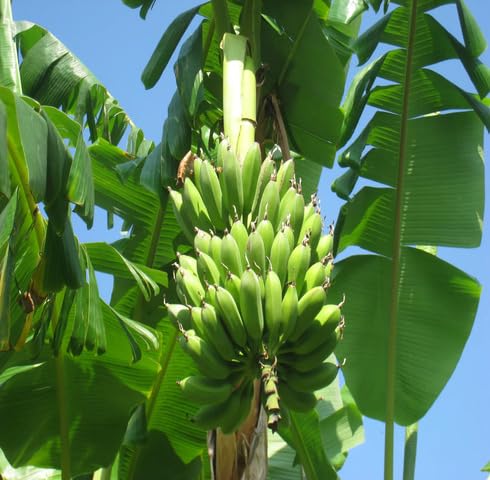 Green Banana Tree Heirloom Non Gmo Seeds for Planting