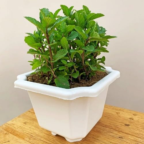 Mint Herb Herb Seeds for Planting