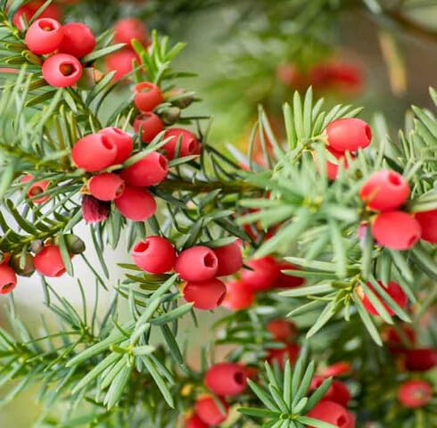 Green Taxus Baccata Heirloom Non Gmo Seeds for Planting