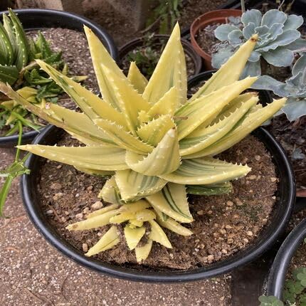 aloe-yellow-green-heirloom-non-gmo-seeds Seeds for Planting