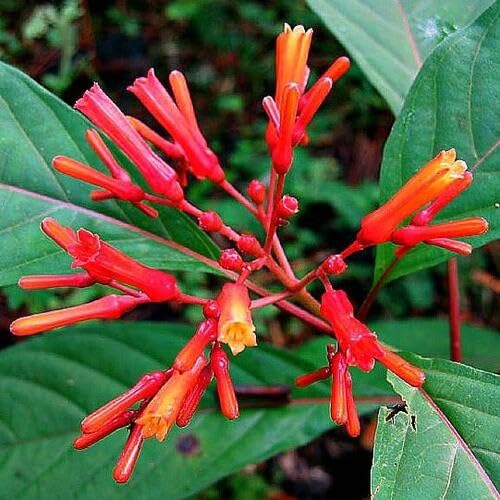 red-hamelia-patens-flower-heirloom-non-gmo-seeds Seeds for Planting