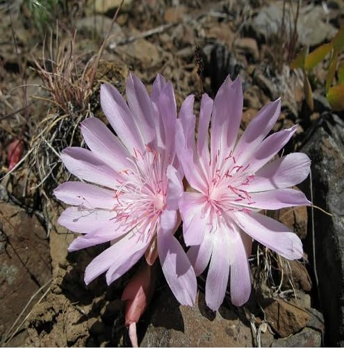 Lavender Rediviva Flower Herb Seeds for Planting