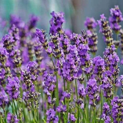 Lavender Flower Flower Herb Seeds for Planting