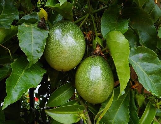 Green Maracuja Fruit Heirloom Non Gmo Seeds for Planting
