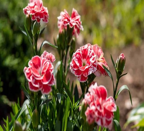 red-carnations-flower-heirloom-non-gmo-seeds Seeds for Planting