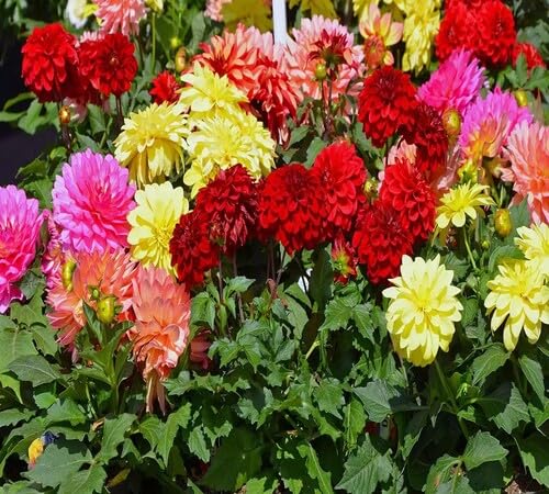 mixed-chrysanthemum-flower-heirloom-non-gmo-seeds Seeds for Planting