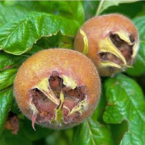 Brown Mespilus Fruit Heirloom Non Gmo Seeds for Planting