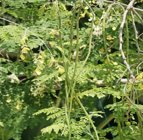 drumstick Vegetable Seeds for Planting