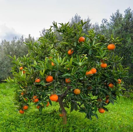 Orange Tree Heirloom Non Gmo Seeds for Planting