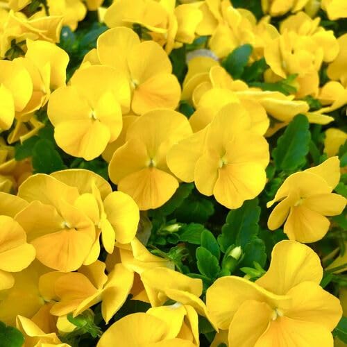 viola-flower-yellow-heirloom-non-gmo-seeds Seeds for Planting