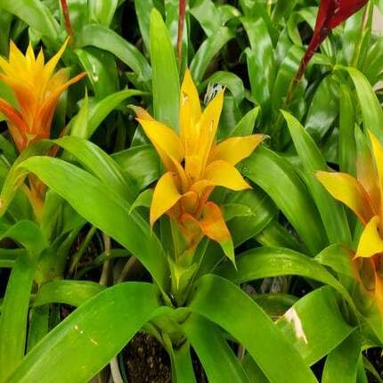 bromeliad-yellow-heirloom-non-gmo-seeds Seeds for Planting