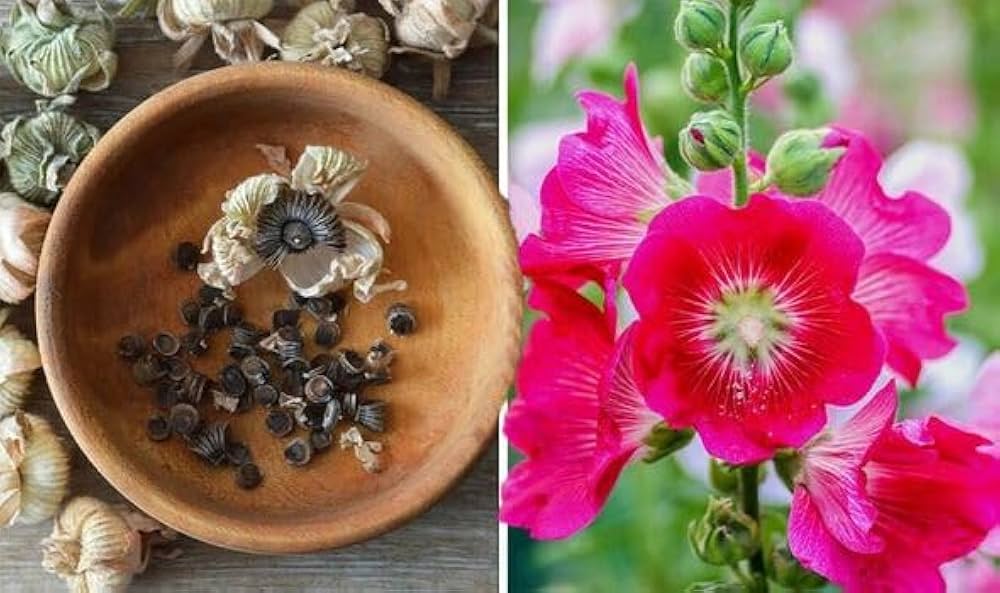 Organic Hollyhock Vibrant Herb Seeds for Planting